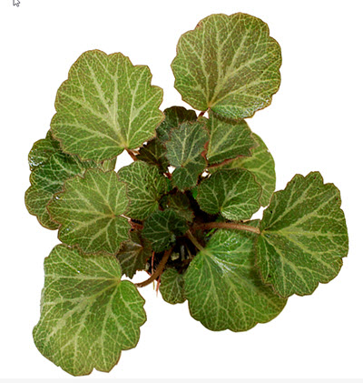 Strawberry Begonia 